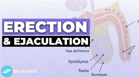 ejaculation wikipedia|Penis: Anatomy, Picture, Erection, and Ejaculation .